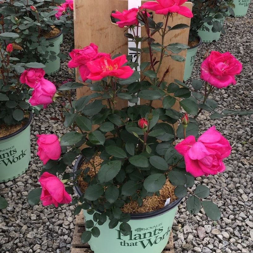 Rose Meacle Rose Miracle on the Hudson™ Pink (ROSE MIRACLE ON THE HUDSON™ PINK ...