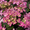 Let's Dance Can Do!® Reblooming hydrangea (HYDRANGEA M. LETS DANCE CAN DO) - 3 gallon