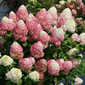 Quick Fire Fab® Panicle Hydrangea (HYDRANGEA P QUICK FIRE FAB) - 3 gallon