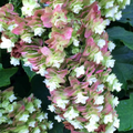 Snowcicle Oakleaf Hydrangea (HYDRANGEA QU. SNOWCICLE) - 3 gallon