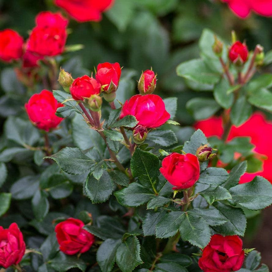 Petite Knock Out® Rose  (ROSE K.O. PETITE)