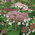 Hydrangea Pinky Pollen Ring™ (HYDRANGEA A. PINKY POLLEN RING) - 3 gallon
