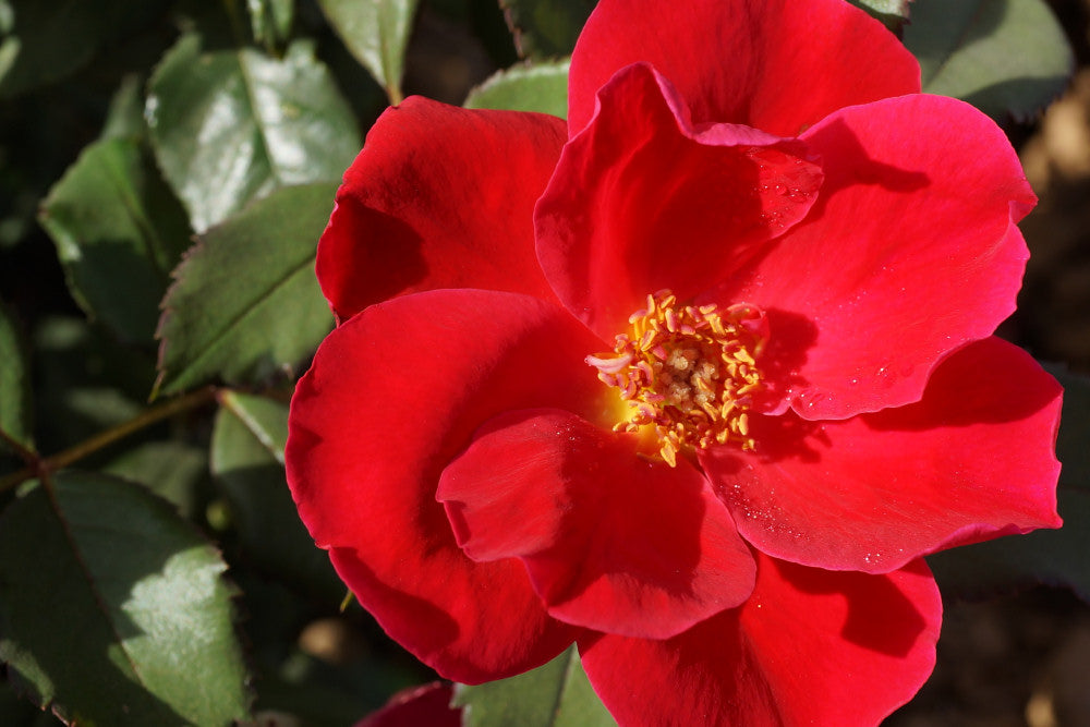 Miracle on the Hudson™ Rose (ROSE MIRACLE ON THE HUDSON)