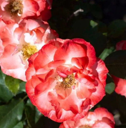 Color Splash® Rose (ROSE COLOR SPLASH)
