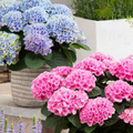 Elizabeth Ashley Hydrangea (HYDRANGEA M. ELIZABETH ASHLEY) - 3 gallon