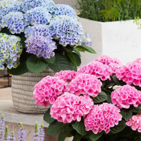 Elizabeth Ashley Hydrangea (HYDRANGEA M. ELIZABETH ASHLEY) - 3 gallon