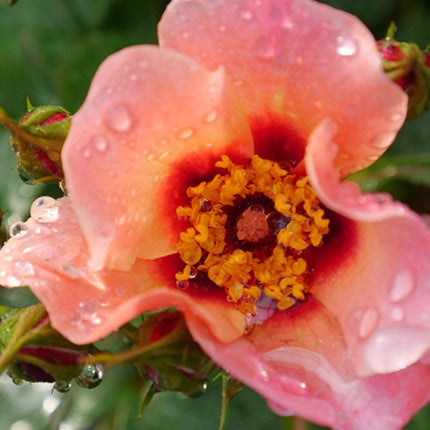 Ringo All-Star™ Rose (ROSE RINGO ALL STAR)