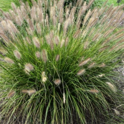 Praline™ Fountain Grass (GRASS - PE. AL. PRALINE) - 2 gallon