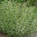 Calamint (CALAMINTHA SSP NEPETA) - 1 gallon