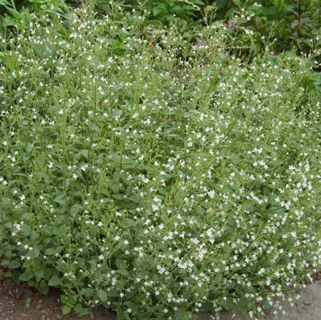 Calamint (CALAMINTHA SSP NEPETA) - 1 gallon