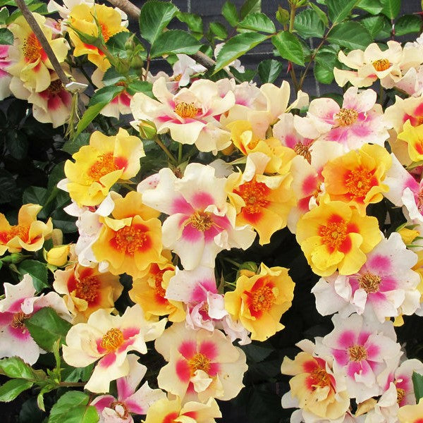 Ringo® Rose (ROSE RINGO)