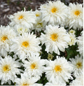 Amazing Daisies® 'Marshmallow' Shasta Daisy (LEUCANTHEMUM MARSHMALLOW) - 1 gallon