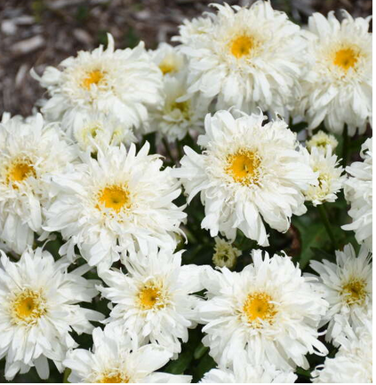 Amazing Daisies® 'Marshmallow' Shasta Daisy (LEUCANTHEMUM MARSHMALLOW)