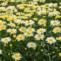 Amazing Daisies® 'Banana Cream II' Shasta Daisy (LEUCANTHEMUM S. BANANA CREAM 2) - 1 gallon