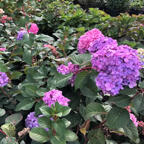 Hydrangea Rock N Roll™ (HYDRANGEA M. ROCK-N-ROLL) - 3 gallon