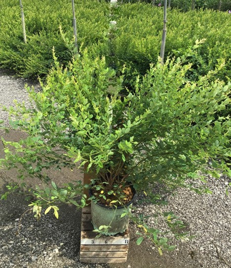 Candy Girl Bush Clover (LESPEDEZA CANDY GIRL) - 3 gallon 15"