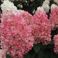 Magical® Ruby Snow Hydrangea  (HYDRANGEA P  RUBY SNOW) - 3 gallon