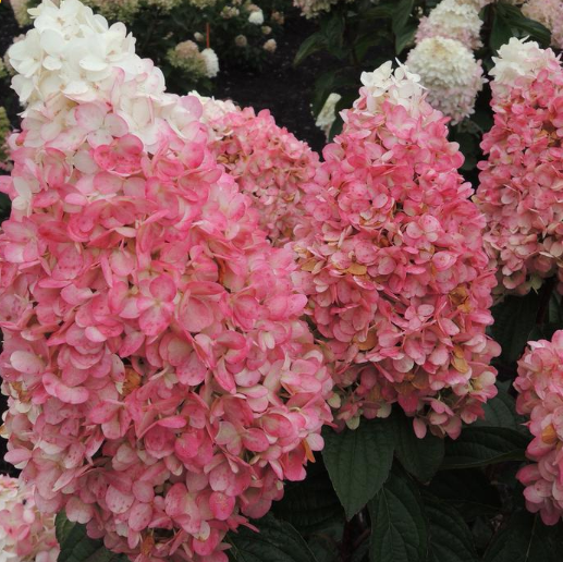 Magical® Ruby Snow Hydrangea  (HYDRANGEA P  RUBY SNOW) - 3 gallon