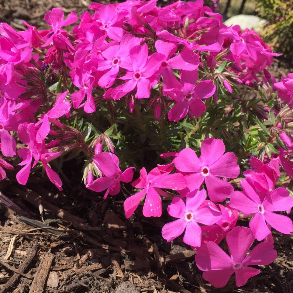 Drummond’s Pink Creeping Phlox (PHLOX SUB. DRUMMONDS PINK)