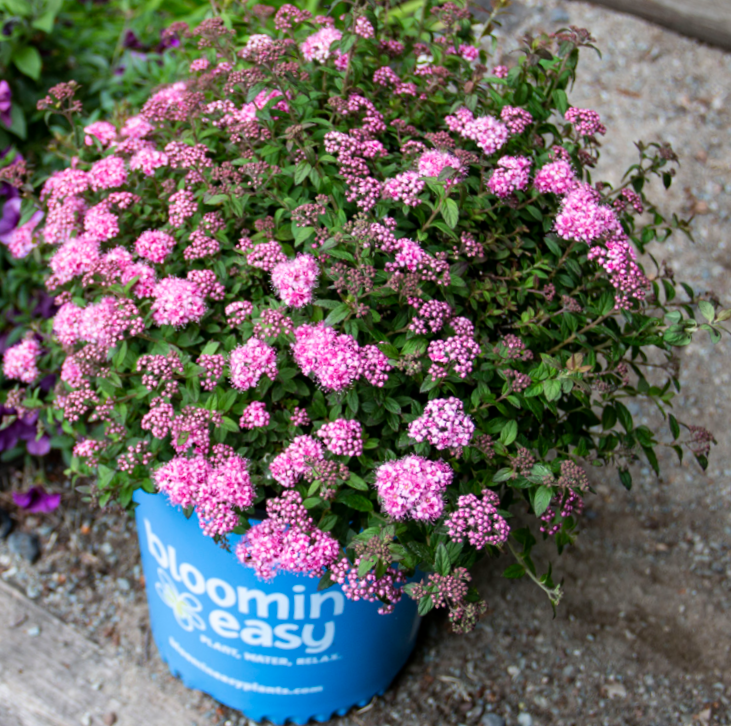Poprocks® Petite Spirea (SPIRAEA POPROCKS PETITE) - 2 gallon