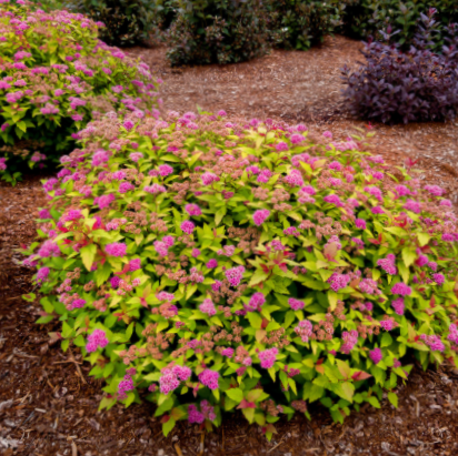 Rainbow Fizz™ Spirea (SPIRAEA JAP. RAINBOW FIZZ) - 2 gallon