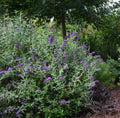 Groovy Grape™ Butterfly Bush (BUDDLEIA GROOVY GRAPE) - 2 gallon