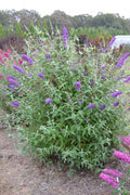 Psychedelic Sky™ Butterfly Bush (BUDDLEIA PSYCHEDELIC SKY) - 2 gallon