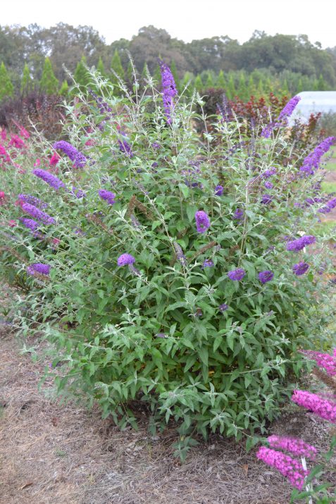 Psychedelic Sky™ Butterfly Bush (BUDDLEIA PSYCHEDELIC SKY)