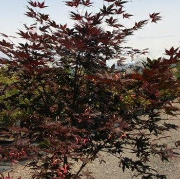 Samurai Sword™ Japanese Maple (ACER PA. SAMURAI SWORD)