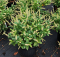 Fizzy Mizzy® Sweetspire (ITEA FIZZY MIZZY) - 3 gallon