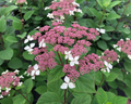 Invincibelle Lace® Smooth hydrangea (HYDRANGEA A. INVINCIBELLE LACE) - 3 gallon