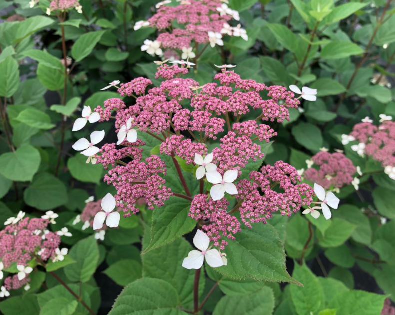 Invincibelle Lace® Smooth hydrangea (HYDRANGEA A. INVINCIBELLE LACE) - 3 gallon
