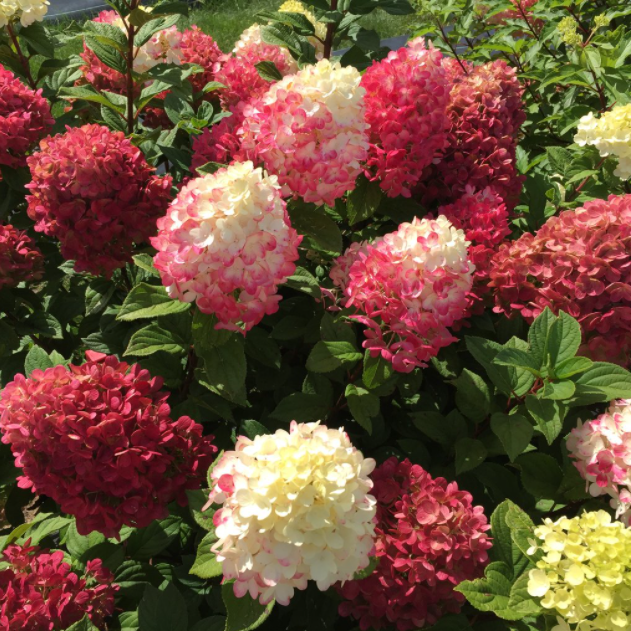 Little Lime Punch® Panicle Hydrangea (HYDRANGEA P LITTLE LIME PUNCH) - 3 gallon