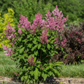 Little Lady™ Lilac (SYRINGA X LITTLE LADY) - 3 gallon