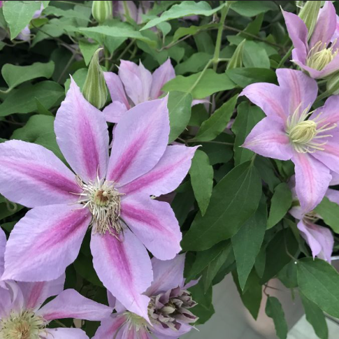 Volunteer™ Clematis (CLEMATIS VOLUNTEER) - 1 gallon