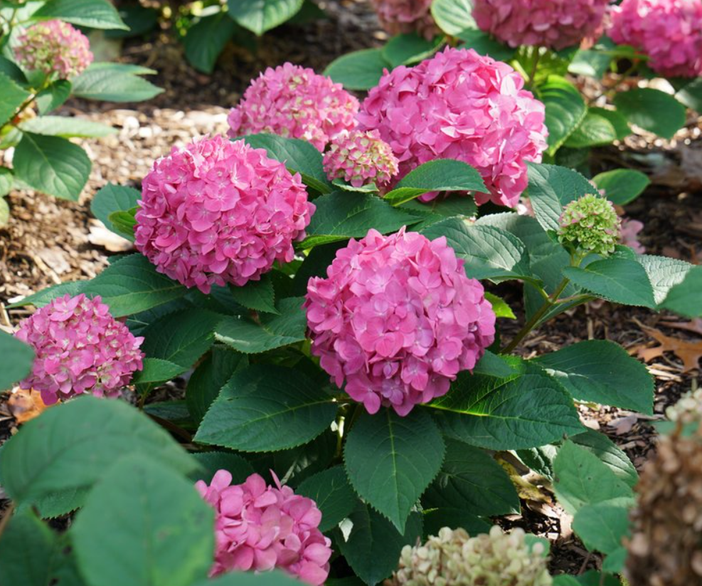 Let's Dance ¡Arriba!® Reblooming Hydrangea (HYDRANGEA M. LETS DANCE ARRIBA) - 3 gallon