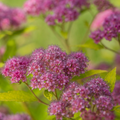 Little Spark® Spirea (SPIRAEA JAP.  LITTLE SPARK) - 3 gallon 15"