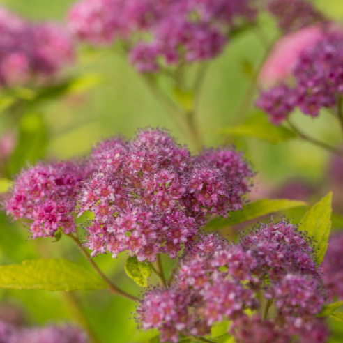 Little Spark® Spirea (SPIRAEA JAP.  LITTLE SPARK) - 3 gallon 15"
