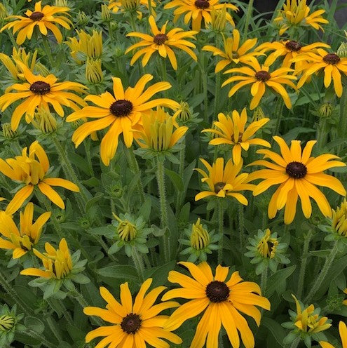 Glitters LIke Gold Black Eyed Susan (RUDBECKIA X GLITTERS LIKE GOLD) - 1 gallon