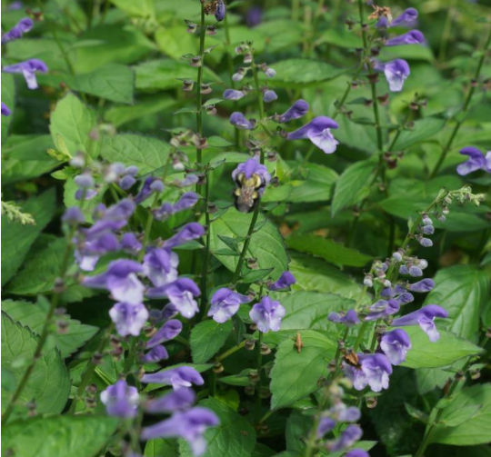 Appalachian Blues Skullcap (SCUTELLARIA APPALACHIAN BLUES 19CM PTW) - 1 gallon