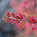Autumn Inferno® Cotoneaster (COTONEASTER AUTUMN INFERNO) - 3 gallon 18"