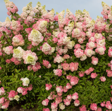 Berry White® Panicle Hydrangea (HYDRANGEA P BERRY WHITE) - 3 gallon