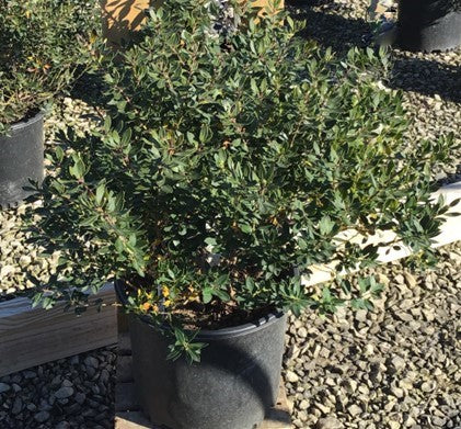 Forever Emerald™ Inkberry (ILEX GLABRA FOREVER EMERALD)