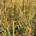 Indian Grass (GRASS - SORG. N. GOLDEN SUNSET) - 2 gallon