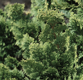 Wells Special Hinoki Cypress (CHAM. OBTUSA WELLS) - 3 gallon 18"