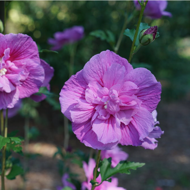 Dark Lavender Chiffon® Rose of Sharon (HIBISCUS S. DARK LAV. CHIFFON)