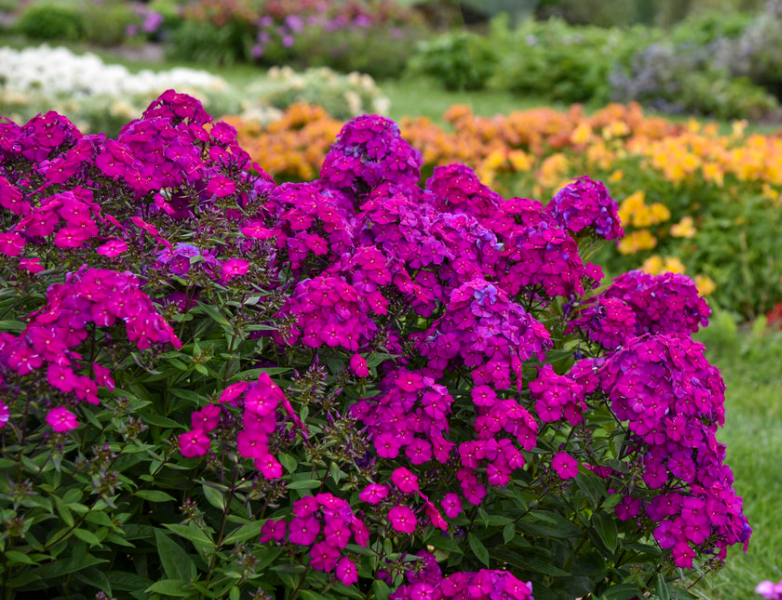 Luminary® 'Ultraviolet' Tall Garden Phlox (PHLOX PAN. LUMINARY ULTRAVIOLET) - 1 gallon