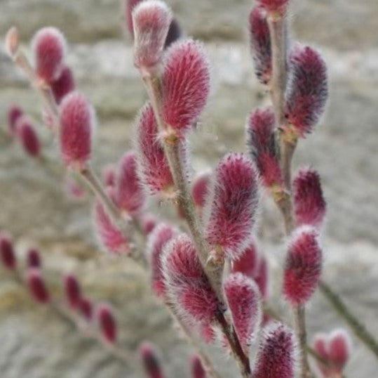 Mount Aso Pussy Willow
 (SALIX G. MOUNT ASO)