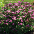 Empire® Ice Dragon™ Spiraea (SPIRAEA EMPIRE ICE DRAGON) - 2 gallon 12"