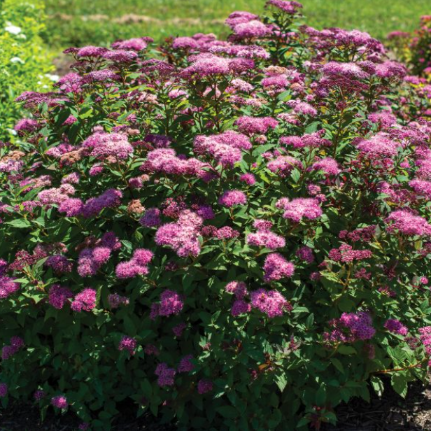 Empire® Ice Dragon™ Spiraea (SPIRAEA EMPIRE ICE DRAGON) - 2 gallon 12"